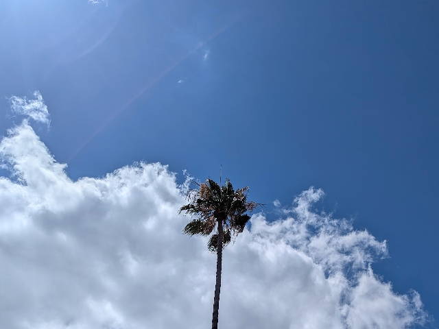 palm tree against clouds