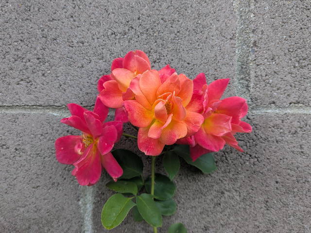 flowers against cinderblock wall