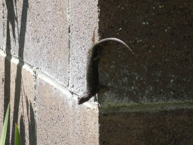 lizard on cinderblock wall