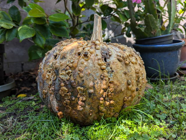decaying pumpkin in garden