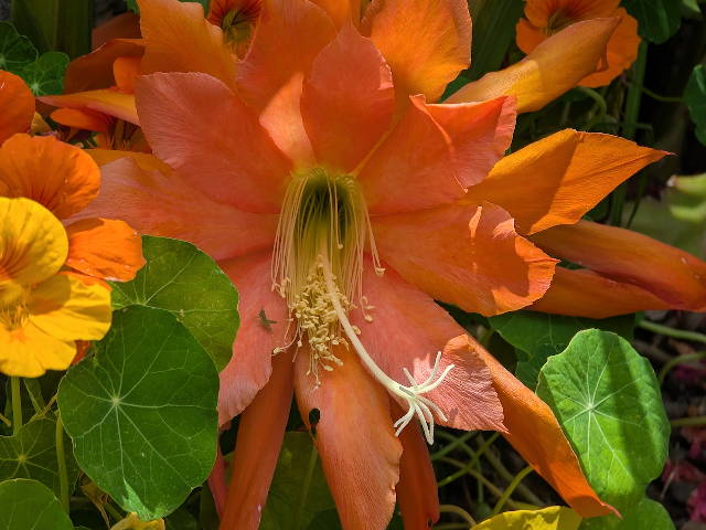 salmon colored epiphyllum bloom