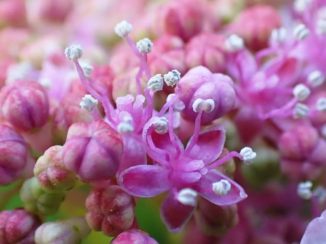 macro photo of delicate pink flowers