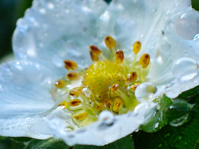 macro photo of strawberry flower