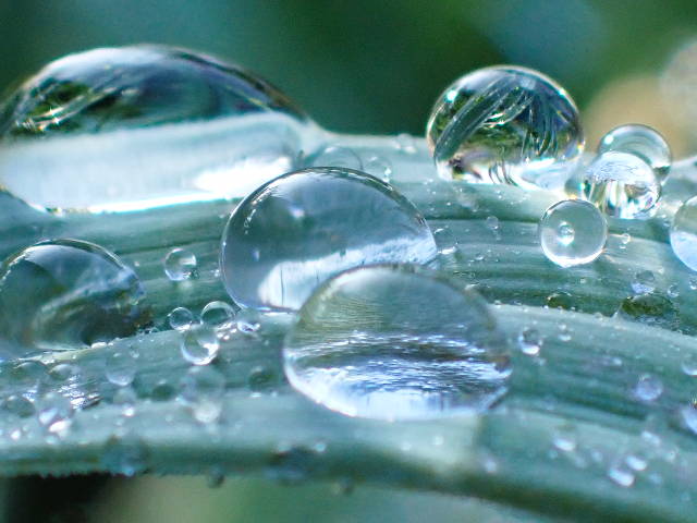 macro photo of leaf with water droplets