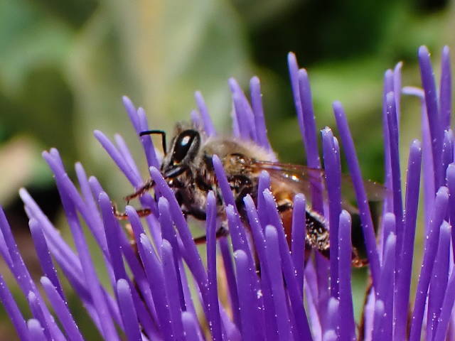 closeup photo of a bee on thistle bloom