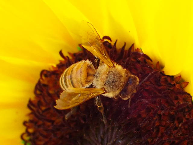 closeup photo of a bee on sunflower bloom