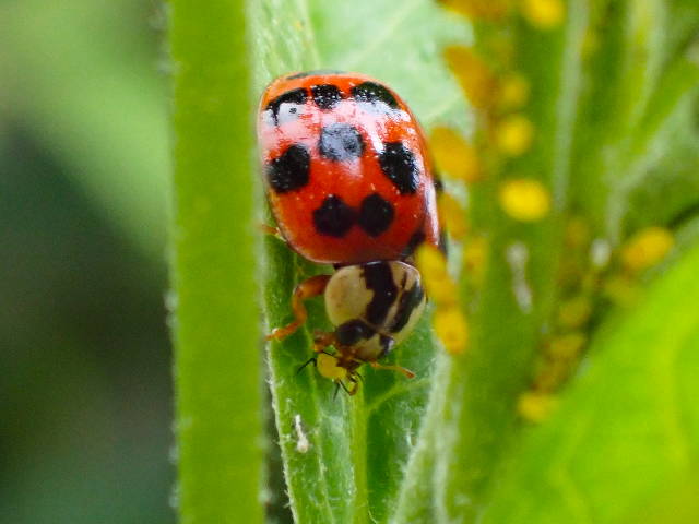 close photo of a ladybug devouring an aphid