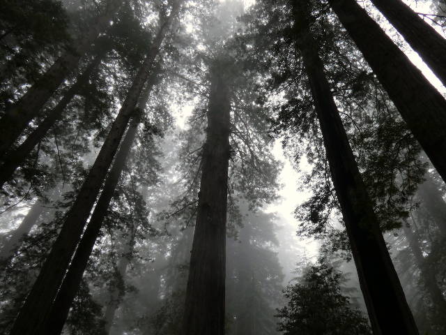 coastal redwoods towering above on a foggy morning