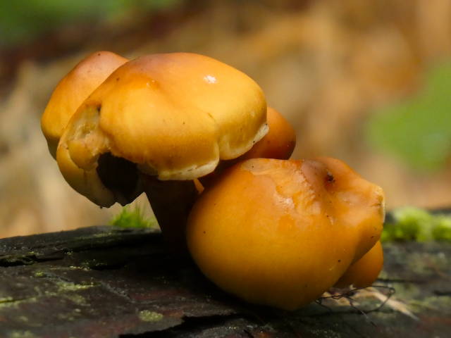forest mushrooms growing on decaying wood