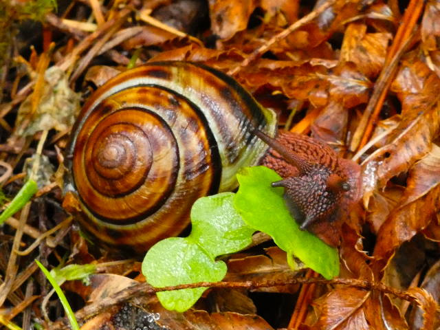 snail crawling along forest floor