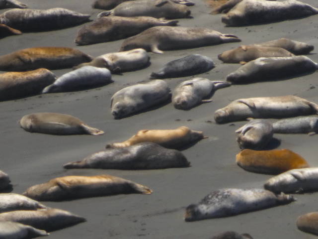 seals sleeping on the beach
