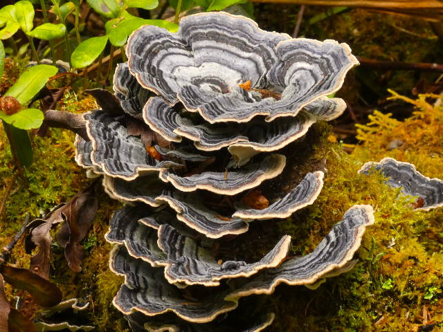 turkey tail fungus growing on mossy log