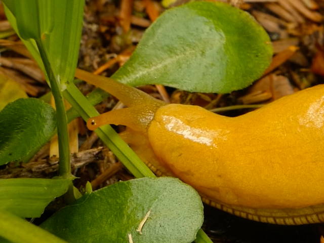 banana slug crawling along forest floor