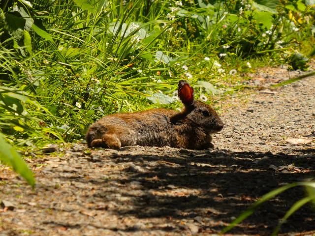 bunny sun bathing on walking path
