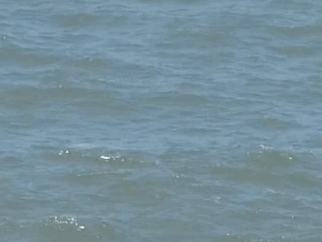 gray whale spouting