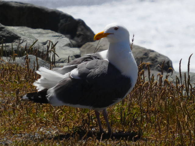 a cute seagull posing for the camera
