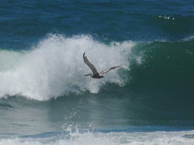 pelican soaring between sets of crashing ocean waves