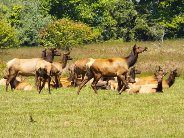 a herd of roosevelt elk