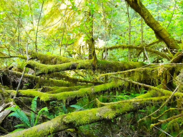 tangles of moss covered tree fall and lush greenery