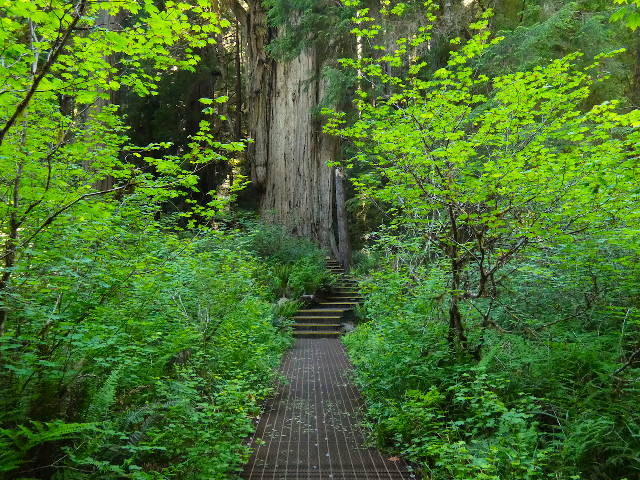 a well maintained trail leading between lush foliage to a giant coastal redwood