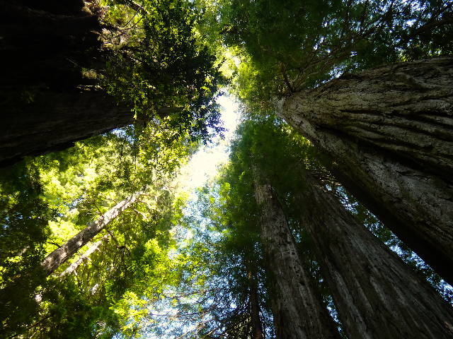 looking up through a stand of coastal redwood canopy to the sunlit sky