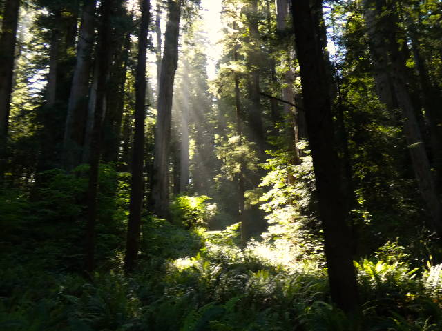 glowing sunbeams csting between trees to lush green understory below