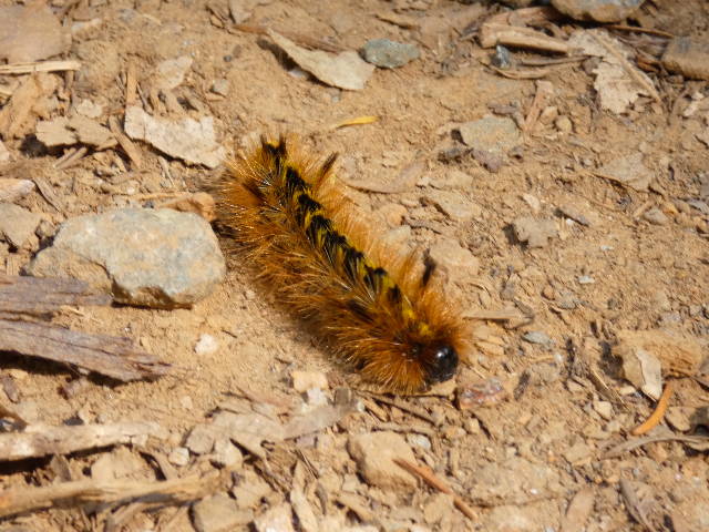 fuzzy silver spotted tiger moth caterpillar crawling across hiking trail