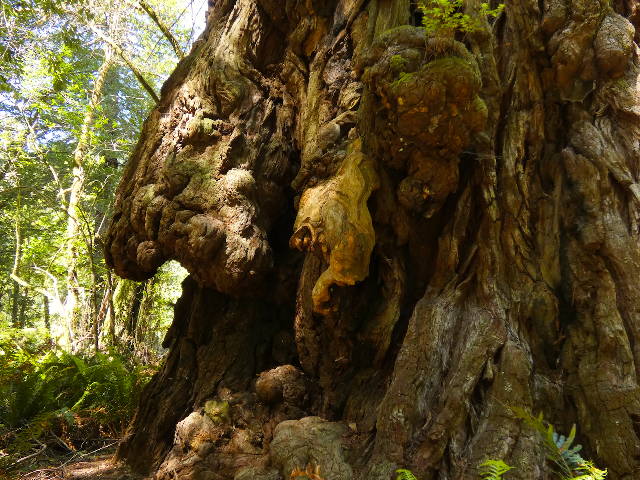 coastal redwood with burls resembling a crooked witch's nose