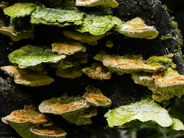 green shelf mushrooms growing on forest deadfall