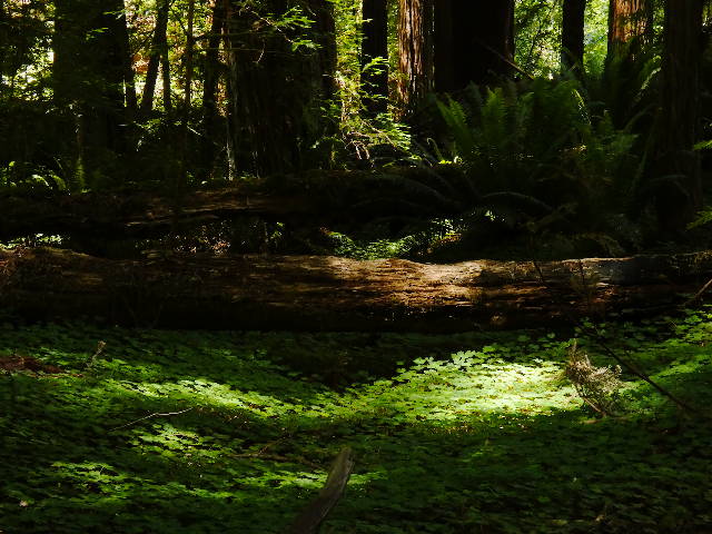sun dappled lush green understory in redwood forest