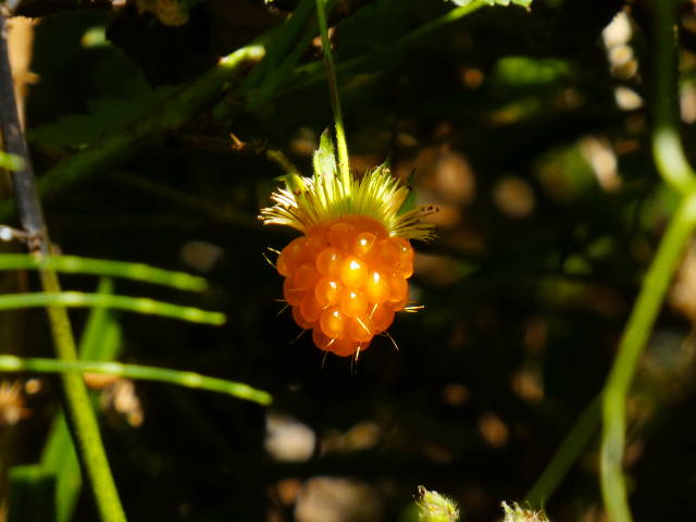 close up of an orange salmonberry