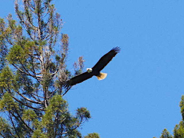 bald eagle soaring above redwood forest