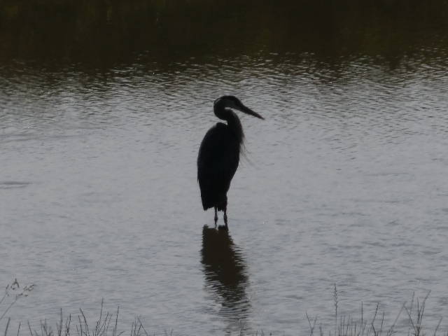 heron in reverse profile standing in pond