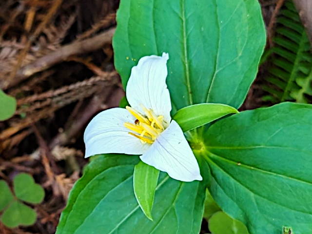 white trillium blossom