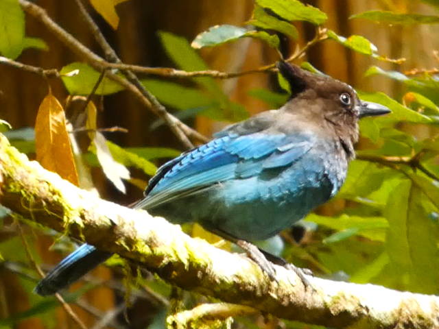 blue feathered stellar's jay on a mossy branch