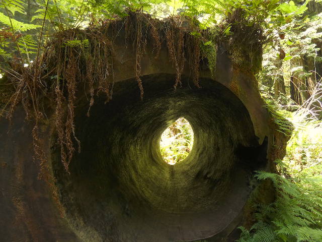 looking through a mossy hollow redwood trunk