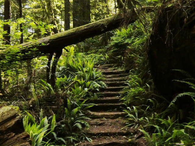 rustic wooden steps on walking trail through lush greenery