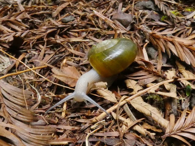 lancetooth snail crawling across the trail