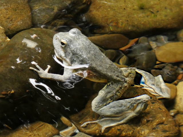 frog partially submerged in shallow stream