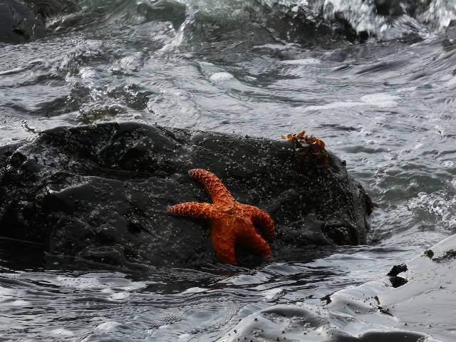 ochre starfish clinging tight to rock as waves crash around