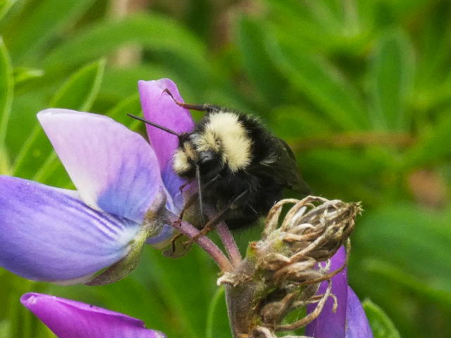 closeup of a sleeping bumblebee