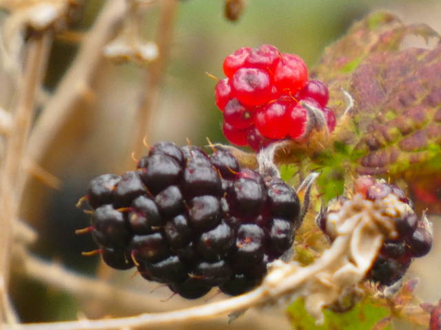 closeup on coastal berries