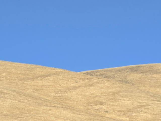 pale dry grass covering rolling hills against a blue sky