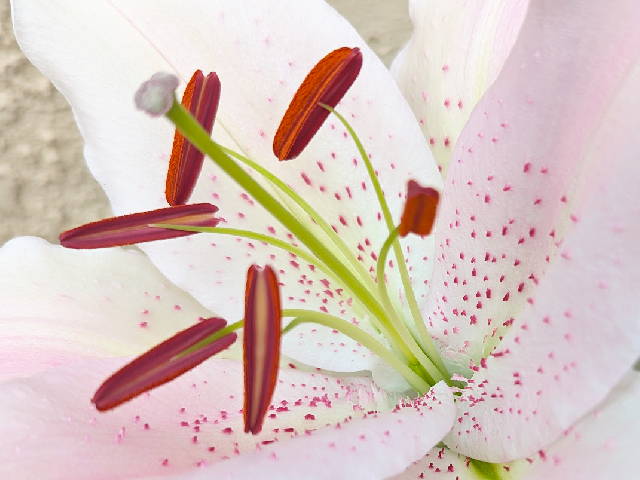 close up on a white flower with pink highlights
