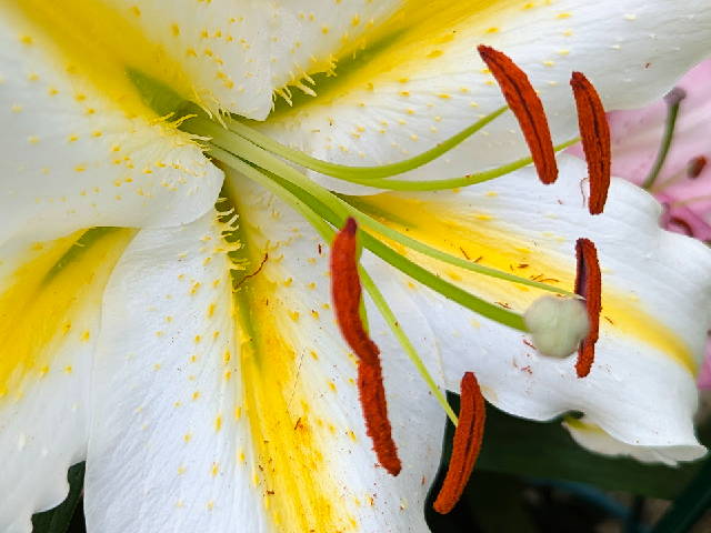 close up on a white flower with yellow highlights