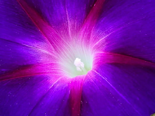 close up on a deep purple flower