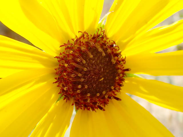 close up on a bright yellow sunflower