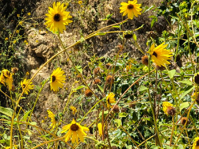 a plant full of blooming yellow sunflowers