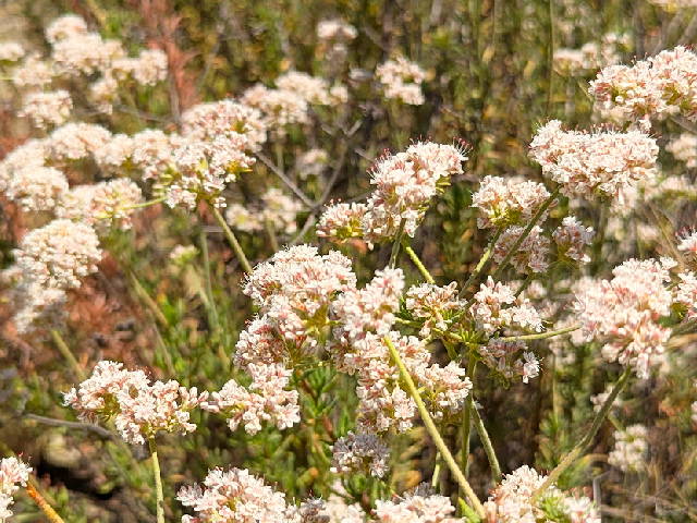 a plant full of blooming light pink california buckwheat