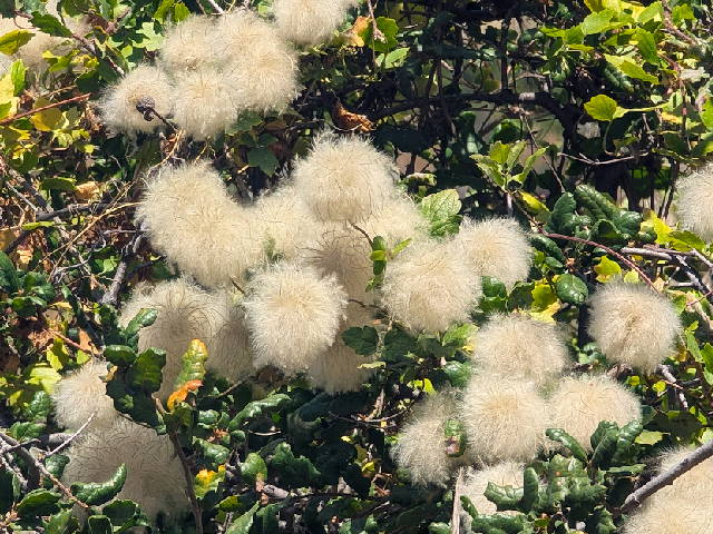 seed head plumes of ropevine clematis in and among branches of california scrub oak